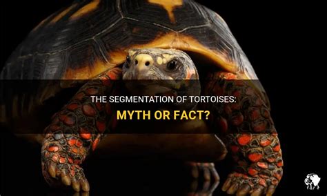 The Tortoise in Mythology: Legends and Folklore