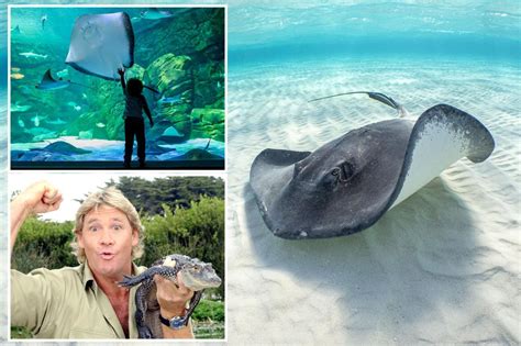 The Tragic Tale of Stingray Suicide