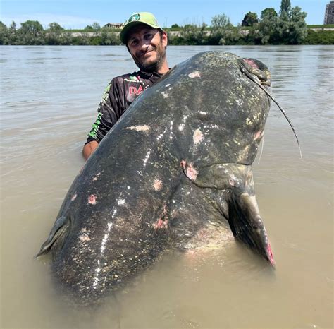 The Ultimate Battle: Confronting a Behemoth Catfish