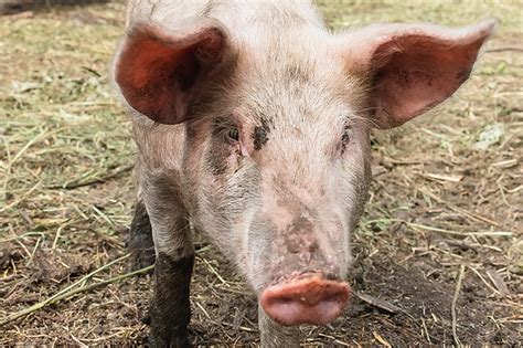 The Unexpected Impact of Pig Dreams on our Awakening Existence