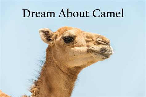 The Unexpected Psychological Interpretations Behind Enigmatic Camel Dreams