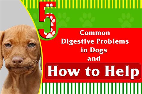 The Unexpected Truth about Canine Digestive Issues