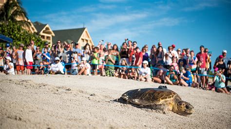 The Unforgettable Experience of The Blue Turtles Tour