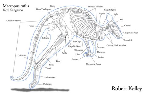 The Unique Anatomy of Kangaroos: From Powerful Limbs to Pouches