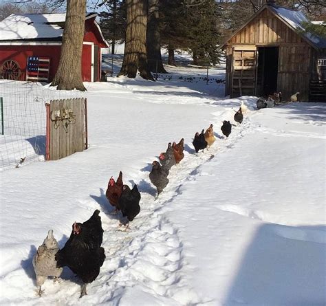 The Unique Appeal of Snowy Poultry