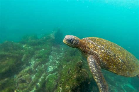 The Unique Challenges of Turtle Reproduction in the Wild