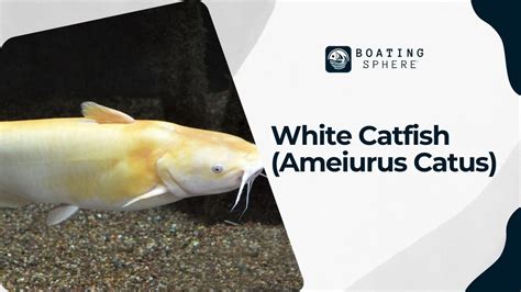 The Unique Features of the White Catfish: Understanding its Physical Characteristics