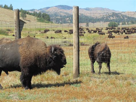 The Uniqueness and Preservation Efforts of the Ivory Bison Offspring