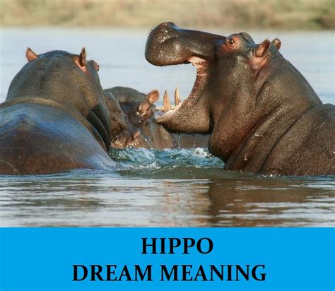 The Unpredictable Encounter: A Dream with a Hippo