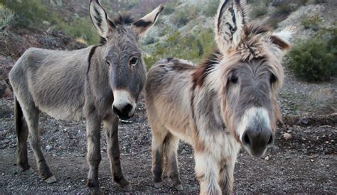 The Untamed Elegance: Getting to Know the Majestic Wild Donkey