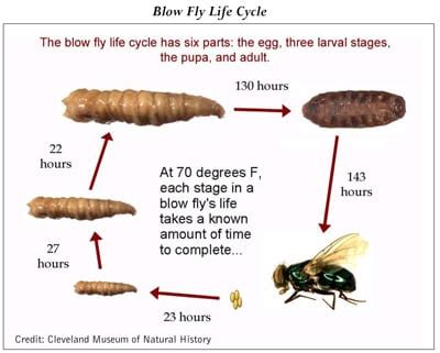 The Unusual Uses of Larvae in Medicine and Forensic Science