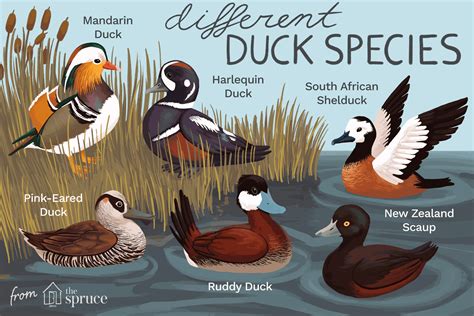 The Variety and Flexibility of Duck Species