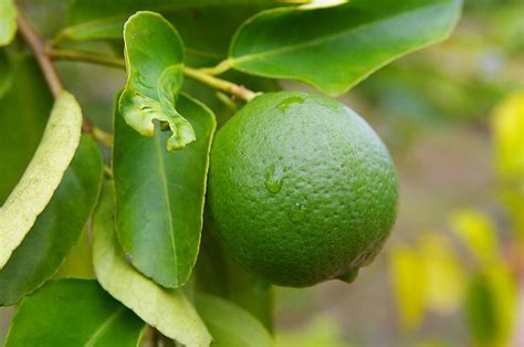 The Various Significances of Harvesting Citrus Aurantifolia