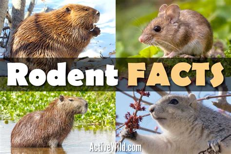 The Various Species of Rodents and Their Significance