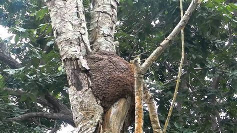 The Veiled Significance and Indigenous Beliefs Encircling Aerial Termites