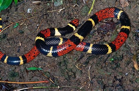 The Venomous Coral Snake