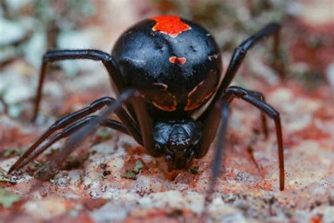 The Venomous Encounter: Unveiling the Consequences of an Encounter with a Black Widow Spider