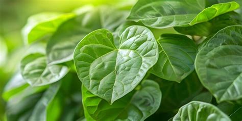 The Verdant Betel Leaves: Symbolizing Wealth and Abundance