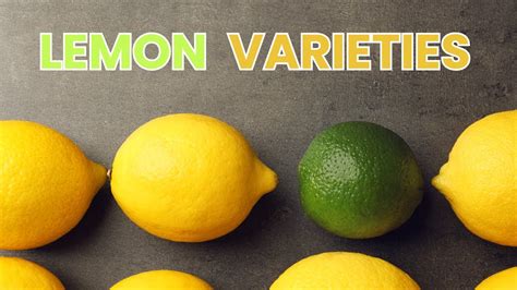 The Versatility of Lemons: Exploring the Many Uses Beyond a Refreshing Beverage