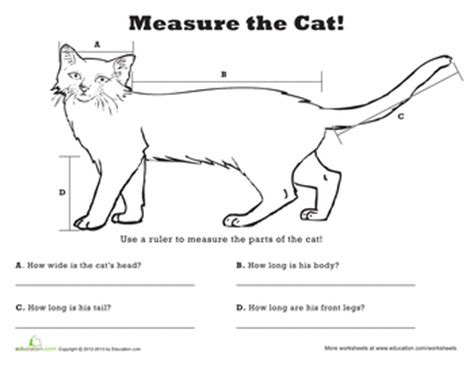 The Vertical Measurement of Lovely Feline Disclosed