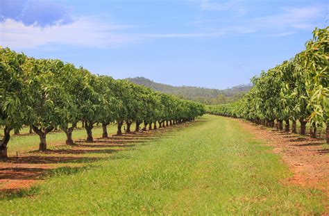 The Vision of Pruning a Mango Orchard: A Metaphor for Flourishing and Bounty