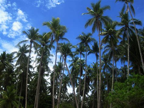 The Vital Role of Coconut Palms in Tropical Ecosystems