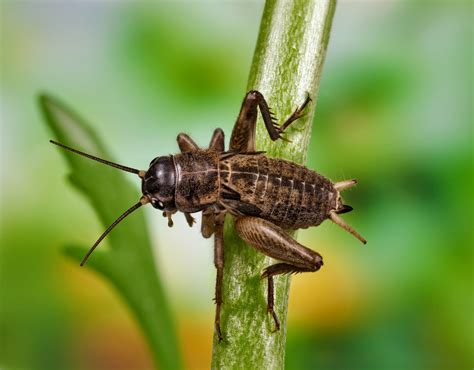 The Vital Role of Grasshoppers in Ecosystems