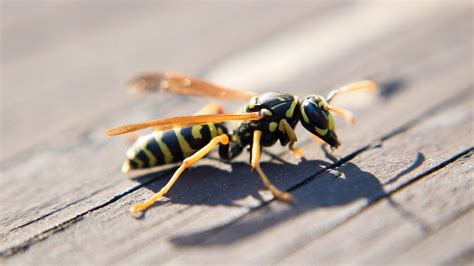 The Vital Role of Queen Wasps in Ecosystems