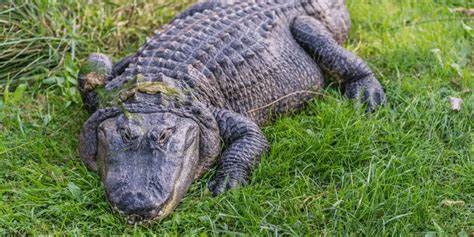 The Vital Role of Rest for the Survival of Reptilian Predators