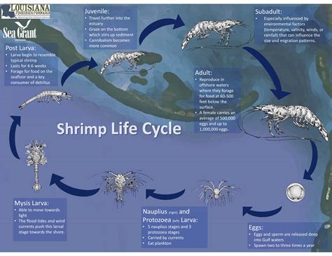 The Vital Role of Tiny Shrimp in Marine Ecosystems