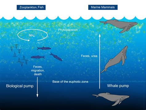 The Vital Role of Whales in Maintaining Ecosystem Equilibrium