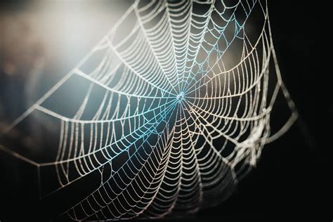 The Weaving Web: Unraveling the Meaning of Spider Webs in Dream Symbolism