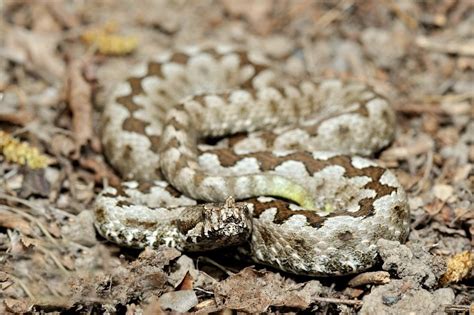 The White Anaconda: A Master of Camouflage