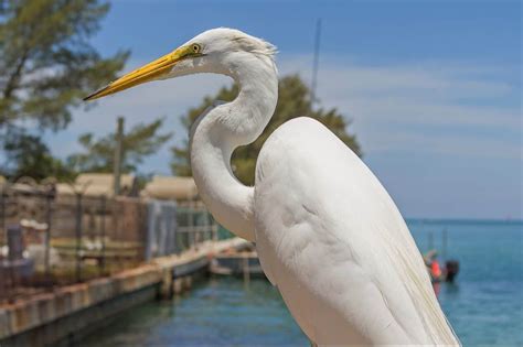 The White Heron as a Symbol of Purity and Innocence