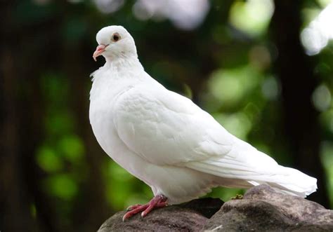 The White Pigeon as a Herald of Serenity and Concordance