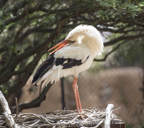 The White Stork and Human Society: A Tale of Conservation Success