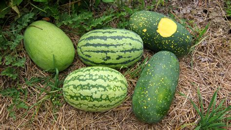 The White Watermelon: A Rare and Exquisite Delight