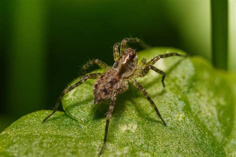 The White Wolf Spider in Folklore and Culture: Symbolism and Beliefs