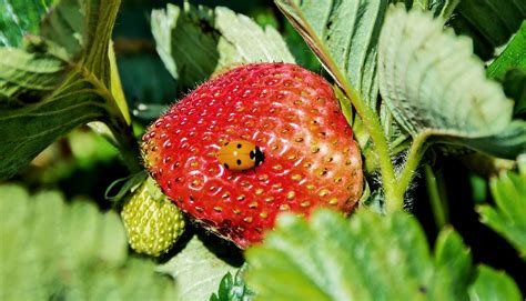 The Widespread Phenomenon of Imagining Insects in Ripe Produce