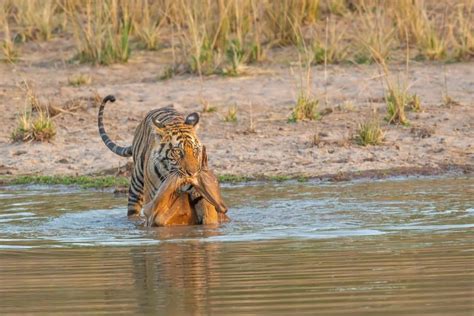 The Wild Hunt: When Tigers Pursue and Capture Their Prey