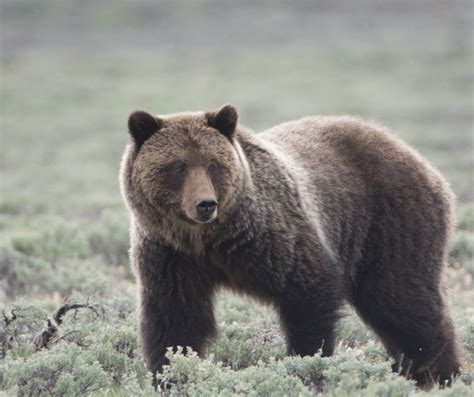 The Wilderness Beckons: Deciphering the Symbolic Significance of Confronting a Mighty Grizzly in One's Dreams