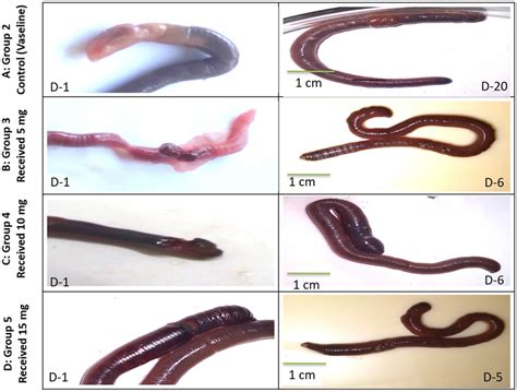 The Wound Worm: A Symbol of Metamorphosis