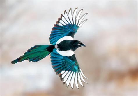 The cultural and historical significance of magpies and their link to dreams