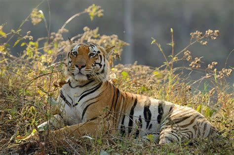 The endangerment of tigers: A wake-up call for conservation