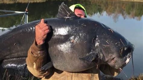 The exhilaration of capturing a colossal catfish: transforming aspirations into reality