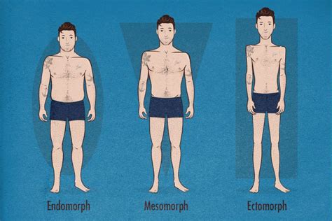 The stature and physique