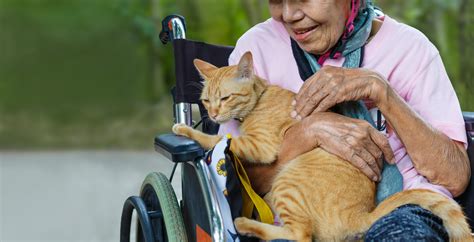 Therapeutic Companions: The Transformative Role of Pets in Healing and Rehabilitation