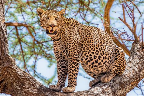 Threatened Existence: Investigating the Conservation Status and Efforts for the Leopard Cat