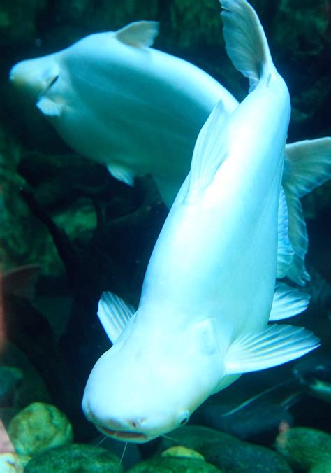 Threats and Conservation Efforts: Ensuring the Survival of the Exquisite Albino Catfish