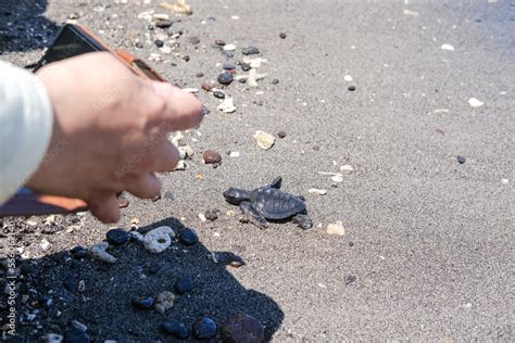 Threats and Conservation Efforts: The Battle to Protect Turtle Populations